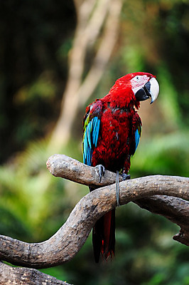 포토 JPG 해외이미지 나무 동물 1 조류 휴식 앉기 사람없음 야외 목재 빨간색 나뭇가지 앵무새 튜브 동물상 동반자 해외202004 해외포토 식물 컬러 컨셉 재료 모션 조형물 파일형식 이미지허브