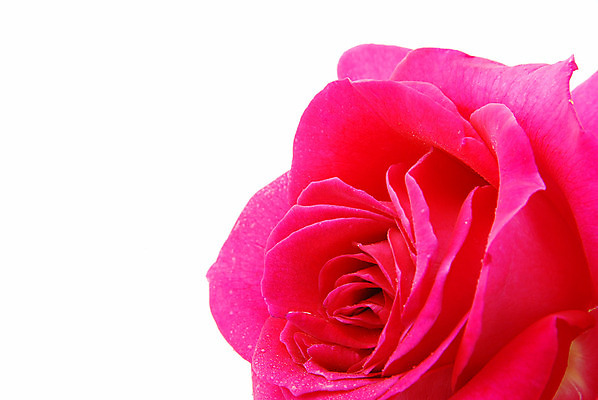 포토 JPG 해외이미지 식물 커플 꽃잎 꽃 분홍색 결혼 백그라운드 꽃무늬 자연 발렌타인데이 선물 사랑 사람없음 컬러풀 장미 봄 성장 벚꽃 신선 개화 날짜 닫기 향수 순수 묘사 오브젝트 원예 향기 심플 부드러움 층 내추럴 고립 해외202004 해외포토 계절 감정 컬러 컨셉 무늬 관계 모션 데이이벤트 이벤트 취미 화장품 감각 생태계 냄새 파일형식 이미지허브