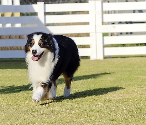 포토 JPG 해외이미지 동물 영어 응시 공원 행복 장난 가이드 포유류 털 건강 앉기 잔디 사람없음 야외 빨간색 반려동물 달리기 갈색 걷기 믿음 정원 검은색 가축 우정 활발 코트 흰색 표현 구출 양치기 개 호주 선탠 간 보호자 송곳니 경보 기르기 동반자 복종 신앙심 유래 지능 직진 충실 탐지 해외202004 해외포토 식물 직업 문자 시선 공공시설 감정 컬러 컨셉 모션 친구 외투 도움 장기_의학 오세아니아 치아 돌봄 파일형식 이미지허브