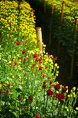 포토 JPG 해외이미지 나무 식물 꽃 산업 농업 태국 자연 사람없음 초록색 놀이방 성장 내추럴 줄서기 해외202004 해외포토 아시아 컬러 모션 생태계 파일형식 이미지허브