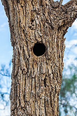 포토 JPG 해외이미지 나무 식물 디자인 외관 백그라운드 패턴 자연 탁자 표면 추상 바닥 사람없음 목재 장식 갈색 수확 판넬 거친 질감 목공예 내추럴 그런지 수목 옛날 해외202004 해외포토 컬러 가구 무늬 농업 재료 공예 생태계 파일형식 이미지허브