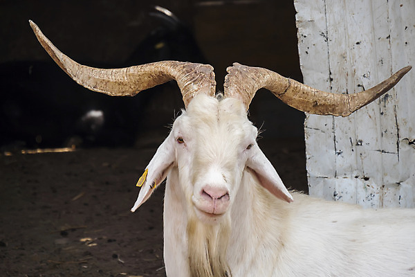 포토 JPG 해외이미지 동물 여자 남자 농업 포유류 자연 염소 털 육류 사람없음 야외 여름 농장 농경지 갈색 머리 환경 가축 봄 우유 시골 군중 땅 젖 양고기 내추럴 동물상 밭일 생태학 해외202004 해외포토 계절 교육 산업 컬러 식재료 유제품 사람 신체부위 조형물 생태계 파일형식 이미지허브