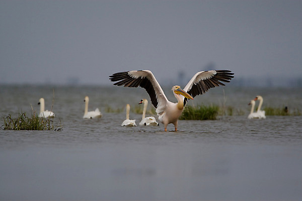 포토 JPG 해외이미지 야생동물 오렌지 자연 조류 하늘 사람없음 야외 파란색 노란색 검은색 회색 젖음 흰색 습지 펠리컨 깃털 부리 물새 루마니아 단아함 해외202004 해외포토 동물 유럽 컬러 과일 생태계 파일형식 이미지허브
