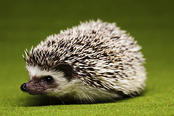포토 JPG 해외이미지 동물 한마리 근접촬영 사람없음 고슴도치 해외202004 해외포토 1 뷰포인트 포유류 파일형식 이미지허브