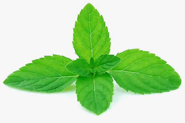 포토 JPG 해외이미지 식물 음식 백그라운드 잎 채소 재료 자연 건강 사람없음 세트 약 우주 수확 나뭇가지 시골 신선 고명 양념 맛 약초 다발 민트 허브 향신료 묘사 유기농 날것 향기 냄새 아로마 향 아로마테라피 내추럴 고립 모히토 평야 해외202004 스피아민트 해외포토 나무 웰빙 컨셉 농업 의학 칵테일 풀_식물 생태계 테라피 향미료 파일형식 이미지허브