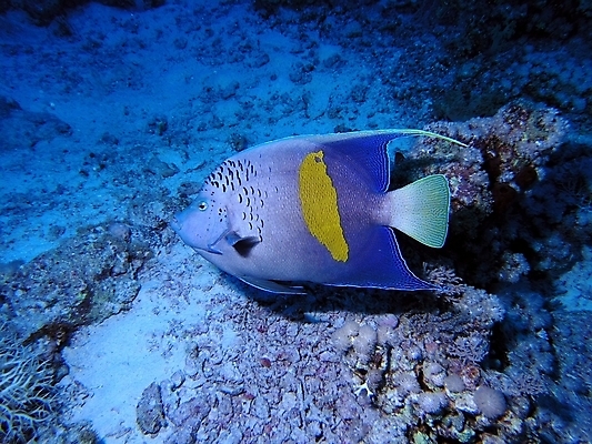 포토 JPG 해외이미지 식물 동물 야생동물 잎 자연 표면 어류 사람없음 물 반사 수중 투명 스노클링 산호 잠수부 다이빙 암초 동물상 해외202004 해외포토 자연요소 조형물 수영 수중동물 수상스포츠 자포동물 전문직 생태계 수중스포츠 파일형식 이미지허브
