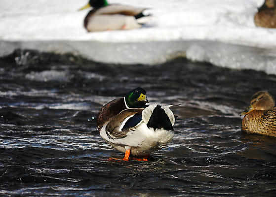 포토 JPG 해외이미지 동물 1 계절 여자 호수 야생동물 겨울 날개 자연 조류 오리 서기 사람없음 야외 옆모습 초록색 물 머리 얼음 봄 추위 흰색 연못 가득함 깃털 오브젝트 싱글 서리 부리 청둥오리 민물 양발 해외202004 해외포토 자연요소 뷰포인트 컬러 모션 사람 신체부위 생태계 파일형식 이미지허브