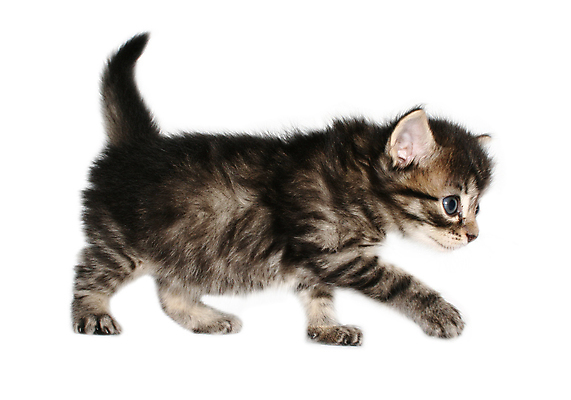 포토 JPG 해외이미지 동물 어린이 의자 자연 털 앉기 사람없음 반려동물 고양이 줄무늬 회색 작음 고립 해외202004 해외포토 컬러 가구 무늬 포유류 모션 사람 크기 생태계 파일형식 이미지허브