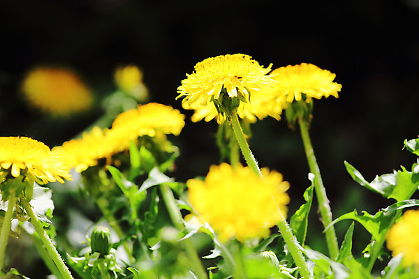 포토 JPG 해외이미지 디자인 계절 꽃 백그라운드 잎 자연 사람없음 야외 초록색 여름 햇빛 노란색 새싹 검은색 어둠 봄 닫기 민들레 허브 오브젝트 보케 해외202004 해외포토 식물 컬러 모션 태양 생태계 파일형식 이미지허브