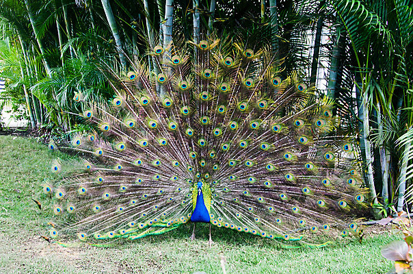포토 JPG 해외이미지 동물 남자 야생동물 백그라운드 패턴 자연 조류 기술 사람없음 가로 초록색 파란색 컬러풀 머리 활발 우아함 공작 전시회 깃털 꼬리 부리 목 보여주기 꿩 수탉 멀티 웅장함 터키석 해외202004 해외포토 컬러 컨셉 무늬 모션 사람 신체부위 전시 닭 보석 수컷 생태계 파일형식 이미지허브