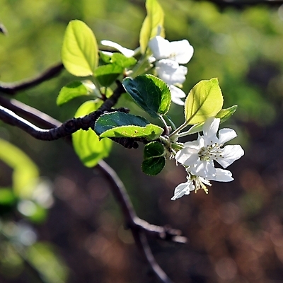 포토 JPG 해외이미지 나무 식물 계절 공원 꽃잎 꽃 분홍색 백그라운드 잎 꽃무늬 패턴 농업 과일 자연 하늘 사람없음 야외 장식 초록색 빛 정원 봄 성장 벚꽃 흰색 나뭇가지 시골 신선 개화 사과 과수원 4월 원예 부드러움 내추럴 꽃수술 해외202004 해외포토 공공시설 산업 컬러 무늬 취미 감각 날짜 생태계 파일형식 이미지허브