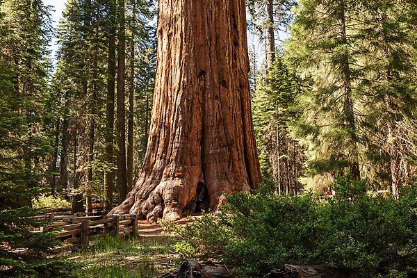 포토 JPG 해외이미지 나무 식물 공원 자국 자연 국립공원 사람없음 야외 목재 미국 나뭇가지 숲 큼 캘리포니아 나무껍질 침엽수 거인 내추럴 옛날 전국 해외202004 해외포토 공공시설 북아메리카 재료 껍질 크기 생태계 파일형식 이미지허브