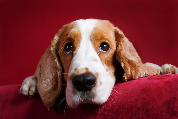 포토 JPG 해외이미지 응시 새끼 백그라운드 사람없음 빨간색 반려동물 머리 슬픔 스패니얼 흰색 관찰 기다림 유머 닫기 개 달콤 강아지 가난 지루함 버리기 노려봄 송곳니 구걸 거짓말 해외202004 해외포토 동물 시선 감정 컬러 컨셉 포유류 모션 표정 신체부위 맛 치아 파일형식 이미지허브