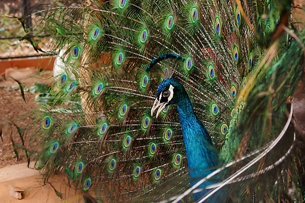포토 JPG 해외이미지 동물 남자 야생동물 백그라운드 패턴 자연 조류 사람없음 장식 초록색 파란색 컬러풀 머리 활발 펼침 의식 우아함 공작 깃털 묘사 즐거움 질감 꼬리 부리 번짐 보여주기 동물상 터키석 해외202004 해외포토 감정 컬러 컨셉 무늬 모션 사람 신체부위 조형물 보석 생태계 파일형식 효과 이미지허브