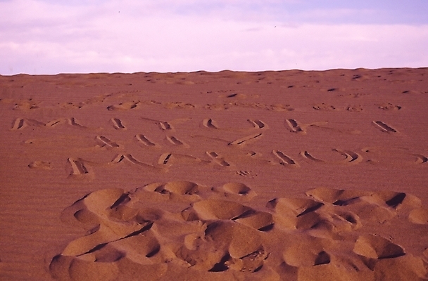 포토 JPG 해외이미지 공원 바다 여행 산 사람없음 여행객 계곡 미국 사막 죽음 큼 아래 캘리포니아 온도 대야 전국 해외202004 해외포토 공공시설 북아메리카 사람 크기 방향 위치 파일형식 이미지허브