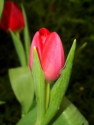 포토 JPG 해외이미지 식물 꽃잎 꽃 분홍색 꽃무늬 오렌지 자연 국화 사람없음 빨간색 여름 세트 컬러풀 장미 노란색 보라색 봄 활발 벚꽃 흰색 신선 개화 그룹 난초 변화 선택 백합 자르기 수집 달리아 제비꽃 묘사 코스모스 데이지 붓꽃 고립 섞기 아욱 많음 피튜니아 해외202004 해외포토 계절 컬러 컨셉 무늬 과일 모션 생태계 파일형식 이미지허브