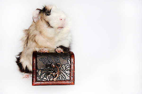 포토 JPG 해외이미지 동물 척추동물 1 응시 남자 백그라운드 포유류 털 사람 사람없음 옆모습 가로 반려동물 갈색 검은색 금지 흰색 아기 돼지 떨어짐 설치류 작음 자르기 가득함 슛 거짓말 고립 해외202004 해외포토 시선 뷰포인트 컬러 컨셉 모션 크기 파일형식 이미지허브