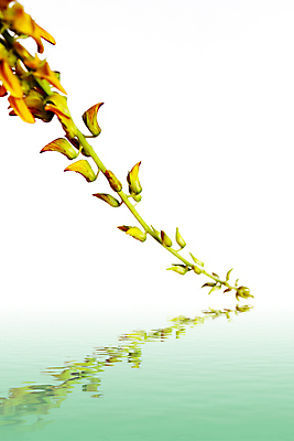 포토 JPG 해외이미지 식물 꽃잎 꽃 줄기 백그라운드 꽃무늬 자연 사람없음 세로 초록색 컬러풀 노란색 정원 침묵 봄 성장 벚꽃 흰색 신선 개화 닫기 묘사 오브젝트 싱글 데이지 거베라 고립 해외202004 해외포토 계절 컬러 무늬 모션 소리 생태계 파일형식 이미지허브