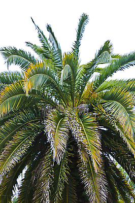 포토 JPG 해외이미지 나무 공원 잎 자연 주택 따뜻함 손바닥 사람없음 목재 초록색 컬러풀 노란색 맑음 봄 산책 나뭇가지 신선 관목 해외202004 해외포토 식물 손 계절 공공시설 컬러 재료 날씨 휴식 건물 생태계 파일형식 이미지허브