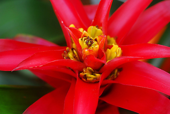 포토 JPG 해외이미지 식물 꽃 화초 자연 사람없음 장식 빨간색 노란색 정원 봄 원예 해외202004 해외포토 계절 컬러 취미 생태계 파일형식 이미지허브