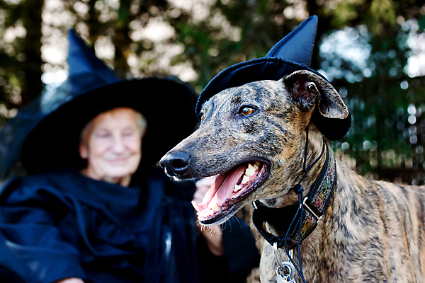 포토 JPG 해외이미지 나무 동물 백인 드레스 옷 여자 행복 휴가 요정 한명 미소 사람 야외 반려동물 갈색 검은색 기쁨 할로윈 마법사 마술사 개 신비 무서움 혀 심볼 마녀 긍정 공상 마법 옛날 해외202004 해외포토 서양인 식물 1 감정 컬러 컨셉 포유류 표정 마술 입 파일형식 이미지허브