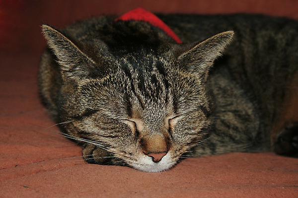 포토 JPG 해외이미지 동물 여자 포유류 사람없음 목도리 고양이 꿈 회색 호랑이 육식동물 고등어 거짓말 해외202004 해외포토 잡화 컬러 어류 사람 반려동물 파일형식 이미지허브