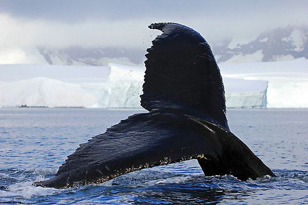 포토 JPG 해외이미지 동물 야생동물 바다 여행 겨울 포유류 자연 털 사람없음 물 점프 얼음 봄 추위 물개 남극 북극 고래 꼬리 서리 지느러미 봉 빙산 북쪽 표범 남쪽 해외202004 해외포토 자연요소 계절 모션 바다동물 수중동물 극지방 방향 생태계 파일형식 이미지허브