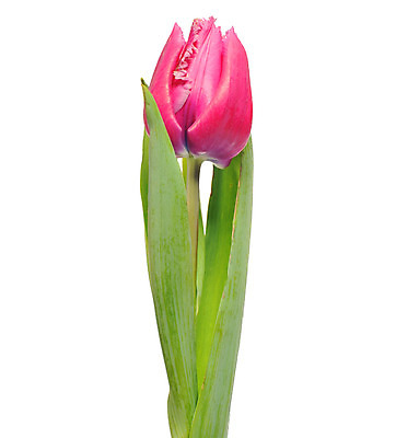 포토 JPG 해외이미지 식물 꽃잎 꽃 줄기 꽃다발 컨셉 꽃무늬 자연 휴가 부활절 기념 발렌타인데이 선물 사랑 미술 사람없음 장식 빨간색 초록색 컬러풀 정원 보라색 봄 튤립 벚꽃 흰색 인사 신선 신용카드 클래식 우아함 다발 배열 꽃집 묘사 내추럴 고립 해외202004 해외포토 계절 기념일 감정 컬러 무늬 데이이벤트 문화예술 금융 상점 예절 생태계 파일형식 이미지허브