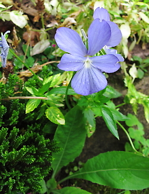 포토 JPG 해외이미지 식물 꽃잎 잎 자연 사람없음 정원 비올라 해외202004 해외포토 꽃 생태계 파일형식 찰현악기 이미지허브