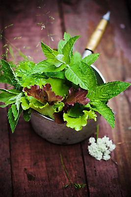 포토 JPG 해외이미지 음식 백그라운드 잎 농업 채소 재료 건강 사람없음 빨간색 초록색 물 농작물 농장 건강관리 보라색 샐러드 수확 신선 변화 떨어짐 이슬 상추 유기농 질감 먼지 건강식 루꼴라 채식주의자 해외202004 해외포토 자연요소 식물 웰빙 산업 컬러 컨셉 관리 채식 파일형식 이미지허브