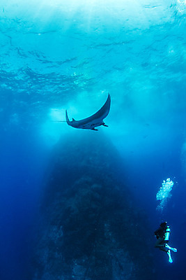 포토 JPG 해외이미지 동물 야생동물 바다 여행 백그라운드 자연 멕시코 어류 사람없음 야외 물 파란색 바닷속 수중 광선 산호 다이빙 깊이 해외202004 해외포토 자연요소 컬러 북아메리카 수영 수중동물 자포동물 생태계 수중스포츠 파일형식 이미지허브