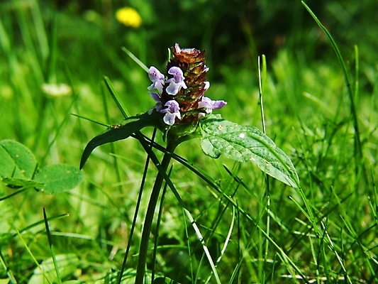 포토 JPG 해외이미지 식물 분홍색 사람없음 작음 해외202004 해외포토 컬러 크기 파일형식 이미지허브