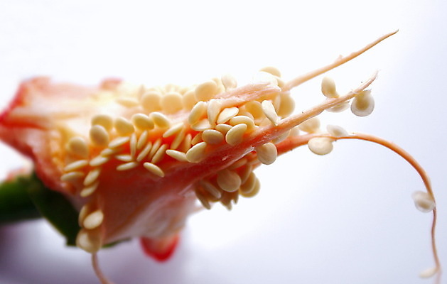 포토 JPG 해외이미지 음식 농업 채소 고추 파프리카 건강 육류 요리 씨앗 사람없음 빨간색 주방 신선 뜨거움 양념 맛 먹기 향신료 만족 유기농 후추 고립 살사댄스 해외202004 해외포토 식물 웰빙 감정 산업 컬러 컨셉 식재료 모션 춤 향미료 파일형식 이미지허브