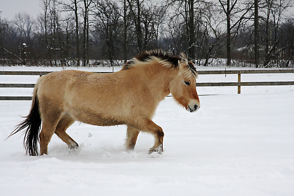 포토 JPG 해외이미지 동물 야생동물 스포츠 2 밭 포유류 자연 엄마 노르웨이 사람없음 야외 농장 갈색 가축 경쟁 자녀 시골 아기 승마 카우보이 승차 갈기 조랑말 내추럴 망아지 기르기 방목장 해외202004 해외포토 유럽 새끼 컬러 컨셉 농업 가족 모션 사람 말_동물 생태계 돌봄 파일형식 이미지허브