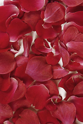 포토 JPG 해외이미지 식물 기념일 꽃잎 꽃 행복 꽃다발 결혼 백그라운드 잎 꽃무늬 자연 휴가 기념 발렌타인데이 선물 사랑 사람없음 장식 빨간색 장미 정원 보라색 활발 벚꽃 하트 축하 신선 개화 달콤 심볼 기회 향기 열정 내추럴 고립 해외202004 해외포토 모양 감정 컬러 컨셉 무늬 데이이벤트 이벤트 맛 생태계 냄새 파일형식 이미지허브