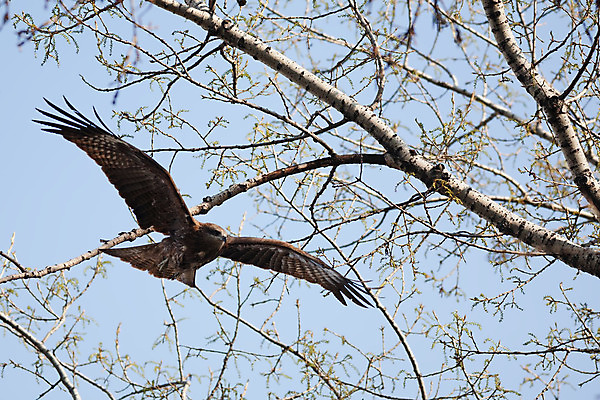 포토 JPG 해외이미지 동물 야생동물 날개 자연 조류 하늘 사람없음 파란색 검은색 깃털 연 부리 육식동물 집게발 해외202004 해외포토 컬러 놀이용품 생태계 파일형식 이미지허브