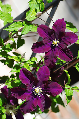 포토 JPG 해외이미지 식물 꽃잎 꽃 잎 2 사람없음 야외 장식 초록색 여름 햇빛 보라색 나뭇가지 개화 내추럴 해외202004 해외포토 나무 계절 컬러 태양 파일형식 이미지허브