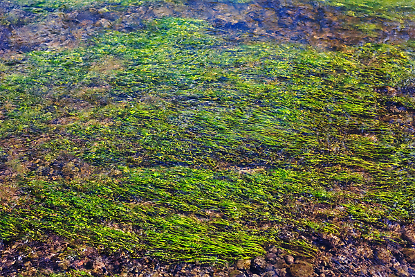 포토 JPG 해외이미지 식물 호수 백그라운드 잎 자연 표면 추상 바닥 사람없음 초록색 물 강 햇빛 반사 수중 어둠 젖음 추위 바위 연못 액체 개울 해조류 보호 습지 질감 운하 변소 폐수 끈적임 효과 해외202004 해외포토 자연요소 컬러 컨셉 무늬 태양 돌_바위 해양식물 환경오염 생태계 파일형식 이미지허브