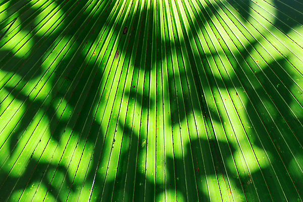 포토 JPG 해외이미지 나무 식물 선 백그라운드 잎 패턴 채소 자연 추상 프레임 손바닥 사람없음 야외 초록색 빛 우주 환경 정원 스파 줄무늬 활발 성장 흰색 나뭇가지 신선 닫기 가득함 심볼 묘사 오브젝트 싱글 유기농 질감 슛 내추럴 고립 해외202004 해외포토 손 웰빙 컬러 컨셉 무늬 모션 생태계 파일형식 이미지허브