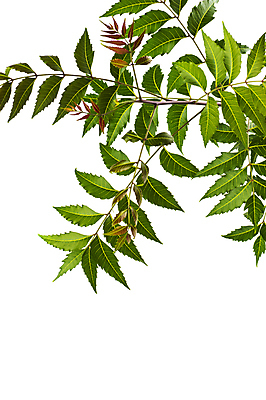 포토 JPG 해외이미지 나무 식물 백그라운드 잎 농업 다이어트 귤 건강 씨앗 사람없음 치료 초록색 약 건강관리 스파 성장 흰색 나뭇가지 신선 약초 질병 자르기 허브 유기농 질감 신성 내추럴 고립 농약 치료제 해외202004 해외포토 웰빙 산업 컬러 과일 의학 모션 관리 풀_식물 파일형식 이미지허브