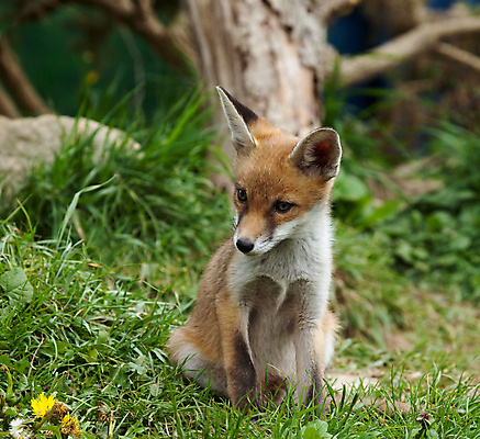 포토 JPG 해외이미지 동물 계절 야생동물 새끼 포유류 자연 잉글랜드 잔디 사람없음 빨간색 정원 시골 도시 여우 서식스 해외202004 해외포토 식물 컬러 영국 생태계 파일형식 이미지허브