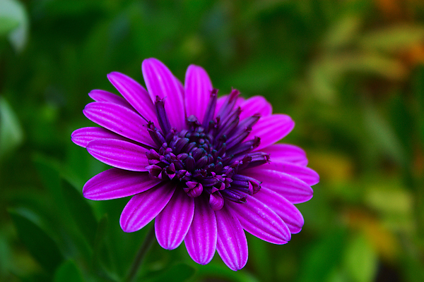 포토 JPG 해외이미지 모양 식물 꽃잎 꽃 별 분홍색 꽃무늬 부분 아프리카 자연 선물 사람없음 장식 빛 정원 보라색 봄 성장 개화 만족 데이지 심플 꽃가루 거베라 내추럴 꽃수술 방사형 부족함 해외202004 해외포토 자연요소 계절 감정 나라 컬러 컨셉 무늬 가루 생태계 파일형식 이미지허브