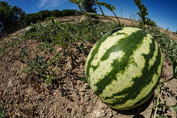 포토 JPG 해외이미지 식물 계절 산업 음식 잎 밭 농업 다이어트 과일 재료 자연 수박 건강 풍경 사람없음 야외 초록색 여름 농작물 농장 농경지 환경 정원 식사 수확 성장 신선 달콤 맛 상품 먹기 유기농 날것 내추럴 밭일 숙성 어안 채식주의자 해외202004 해외포토 웰빙 컬러 컨셉 모션 생태계 채식 파일형식 이미지허브