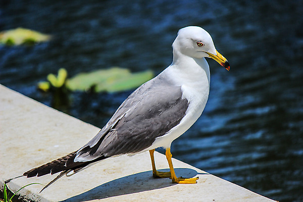 포토 JPG 해외이미지 호수 날개 조류 그림자 서기 사람없음 물 강 흰색 연못 그늘 싱글 꼬리 부리 고립 해외202004 해외포토 자연요소 동물 컬러 모션 파일형식 이미지허브
