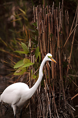 포토 JPG 해외이미지 날개 자연 조류 사람없음 수영 연못 황무지 습지 깃털 부리 물새 플로리다 해외202004 해외포토 동물 미국 수상스포츠 생태계 파일형식 이미지허브