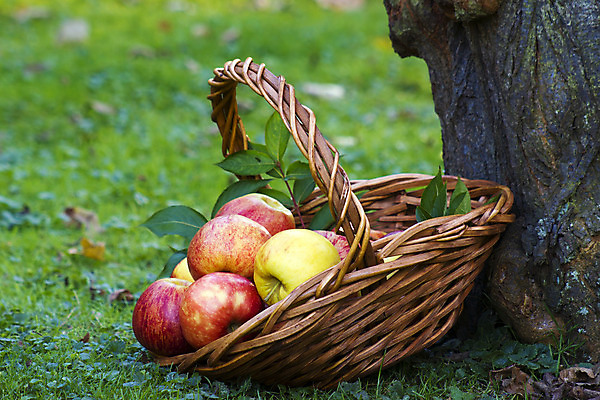 포토 JPG 해외이미지 나무 계절 음식 백그라운드 잎 농업 과일 자연 건강 사람없음 야외 빨간색 농장 노란색 바구니 정원 수확 가을 신선 달콤 맛 사과 소프트포커스 가득함 원예 보케 추수감사절 바이오 밭일 생태학 엮은 채식주의자 카피스페이스 해외202004 해외포토 식물 교육 산업 기독교 컬러 컨셉 촬영기법 취미 공백 생태계 채식 파일형식 이미지허브