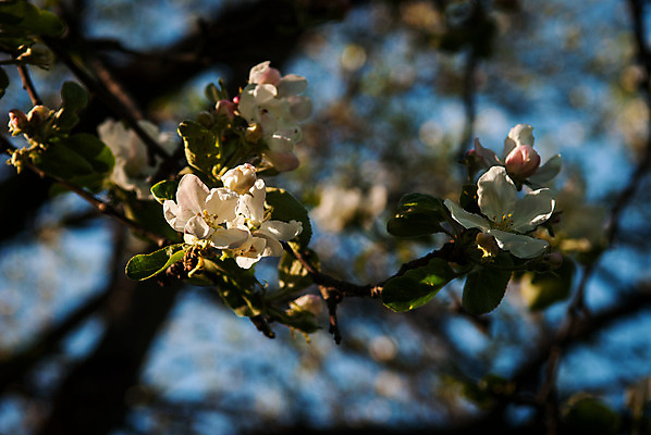 포토 JPG 해외이미지 나무 꽃 분홍색 사람없음 초록색 파란색 빛 봄 흰색 사과 부드러움 해외202004 해외포토 식물 계절 컬러 과일 감각 파일형식 이미지허브