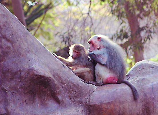 포토 JPG 해외이미지 동물 1 계절 공원 얼굴 여행 백그라운드 포유류 아프리카 자연 생물 털 동물원 이집트 종류 미술 동양인 풍경 사람없음 야외 초록색 갈색 환경 원숭이 표현 숲 모피 먹기 유인원 포트폴리오 해외202004 해외포토 공공시설 나라 컬러 모션 문화예술 인종 신체부위 생태계 파일형식 이미지허브