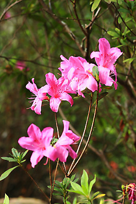 포토 JPG 해외이미지 식물 공원 꽃잎 꽃 줄기 백그라운드 잎 패턴 아침 사람없음 야외 장식 빨간색 초록색 정원 보라색 화목 봄 활발 성장 벚꽃 신선 개화 떨어짐 소프트포커스 이슬 자주색 진달래 빗방울 상록수 꽃수술 정중 해외202004 해외포토 주간 계절 공공시설 컬러 컨셉 무늬 촬영기법 비_날씨 파일형식 이미지허브