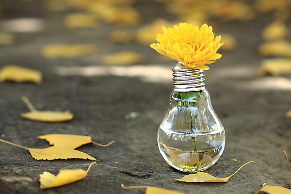 포토 JPG 해외이미지 꽃 컨셉 잎 꽃무늬 전구 손가락 상상 자연 유리 아이디어 창조 사람없음 야외 물 빛 노란색 환경 꽃병 힘 장비 에너지 가을 램프 보호 연료 광 발명 필라멘트 해외202004 해외포토 자연요소 식물 손 계절 컬러 무늬 재질 조명 생태계 파일형식 이미지허브